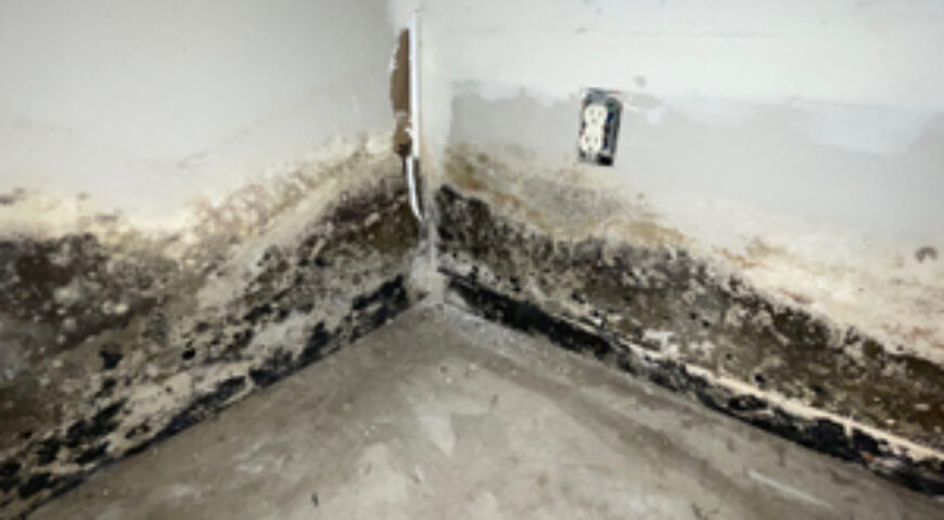 Certifications for Ithaca Licensed Mold Removal Specialists