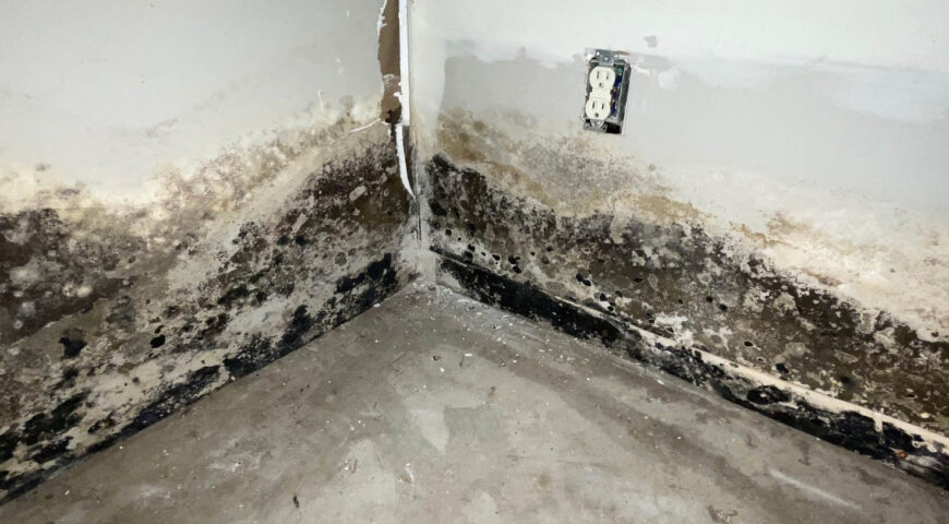 When Should You Consider Professional Mold Remediation Services?