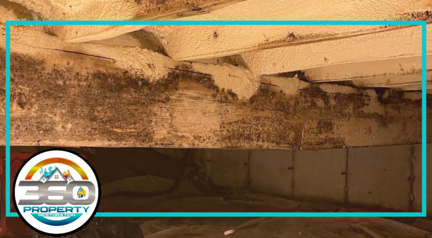 Reasons To Hire a Mold Remediation Contractor For Mold Removal Service