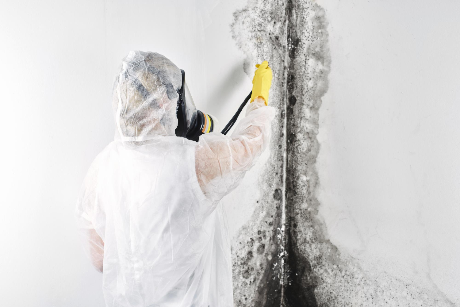 mold removal Broome County