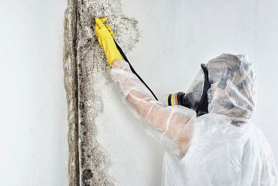 mold remediation contractor in Corning