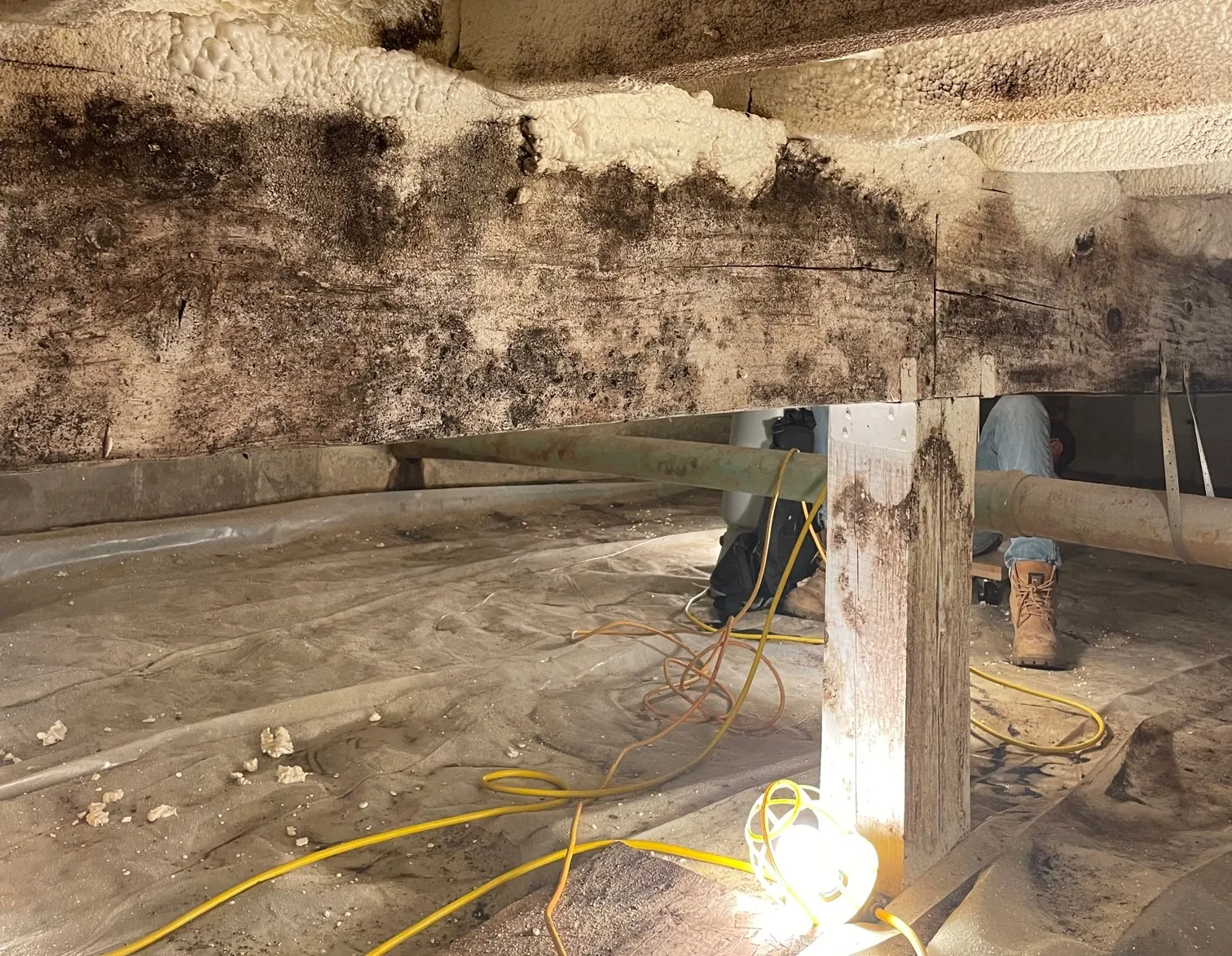 mold removal in Chenango County